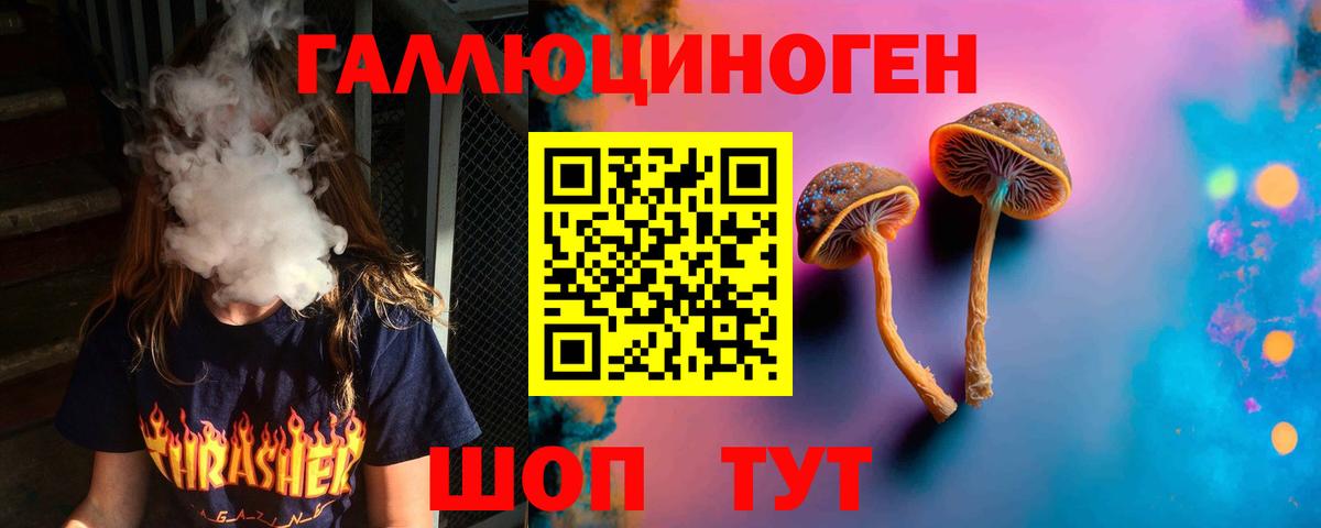 Галлюциногенные грибы Psilocybe Апшеронск